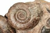Tall, Jurassic Ammonite (Hammatoceras) Display - France #191739-2
